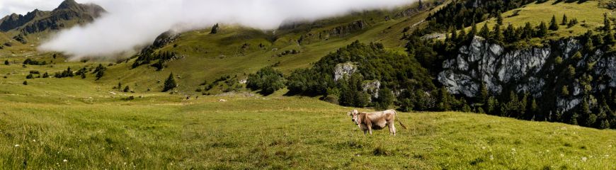 Mucca al pascolo su un alpeggio verde, con montagne coperte di nebbia sullo sfondo e altre mucche in lontananza.